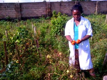 How tomato cultivation is taking root in Delta