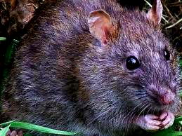 Lassa Fever: Death toll hits 191