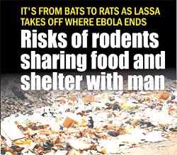 From bats to rats as Lassa takes off where Ebola stoped