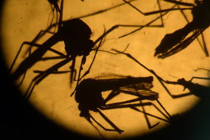Study shows birth defects jump twentyfold in Zika-hit mothers
