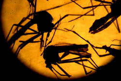 ZIKA VIRUS: NIMR begins mapping of high risk areas
