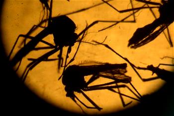 WHO to know if Zika causes microcephaly in weeks