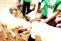 Ram Fighting to feature at 2016 National Sports Festival