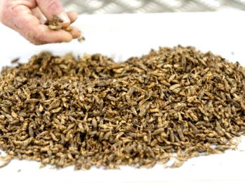 Bugs are recipe for success for French pasta maker