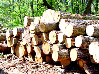 FG, exporters move to stop export of processed wood