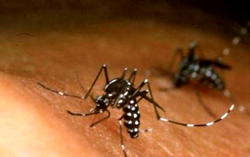 Zika Virus: FG charged over vector control, surveillance