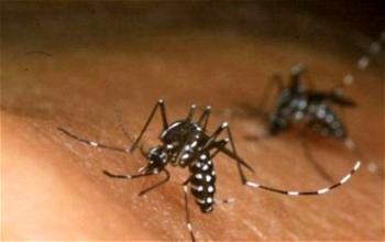 Killer – Zika Fever : Mosquito–borne virus is potential death sentence