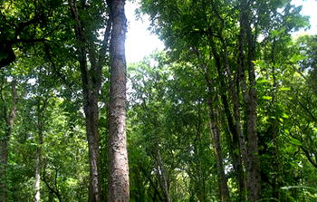 Nigeria loses its forests at the rate of 11.1% annually – Centre