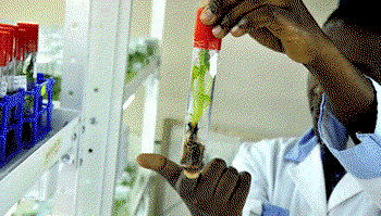 SDGs: African scientists bemoan lack of R&D