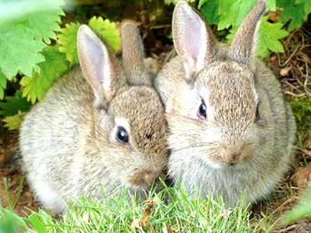 EYEI:  Why Ibusa natives dread eating rabbit