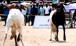 Champion rams fight in Nigeria for cash and glory