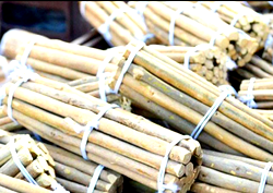 Chewing stick is as good as toothbrush  — DTRBN