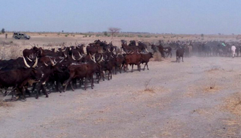 Boko Haram sacks military base, 3 soldiers feared dead in Borno