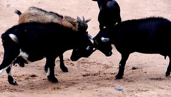 Two unemployed men allegedly steal seven goats in Lagos