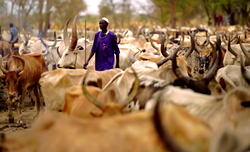 Four corpses recovered in suspected herdsmen attack in Delta