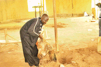 Shocker! Prophet buries cow heads, tortoise in church