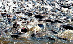 Fish farmers target 3.2m metric tonnes of local consumption