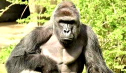 Gorillas put farmers on edge in C’River
