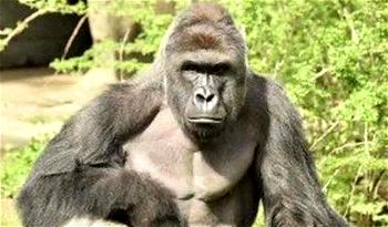 No charges against family in US gorilla incident