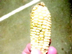 Maize disease breaks out in Nigeria —FG