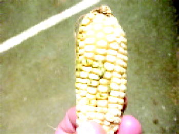 Aflatoxin: IITA leads fight against prevalence in food