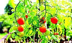How to grow tomato in your own backyard