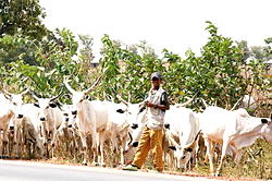 Wake up, Nigeria is dying: A reply to my Fulani friends (2)