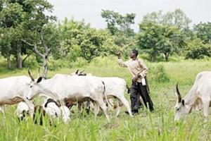Anti open grazing bill will cause commotion in Oyo, Fulani herders warn