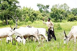 Delta set to curb menace of herdsmen