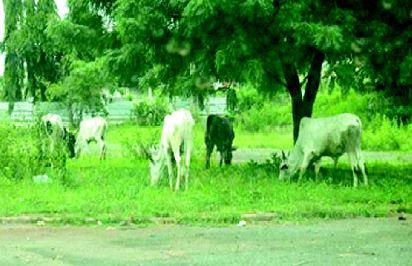 Ekiti suspends anti-grazing agency coordinator over alleged offensive comments about Fulani herdsmen