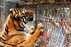 Tiger kills female zookeeper at UK zoo