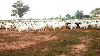 500 missing cows: Oyo hunters warn herdsmen against violence