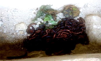 Man who paid N1.8m dowry invokes millipedes after wife over disagreement