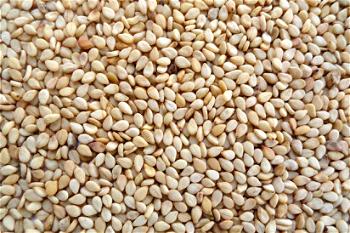 ‘Anyone or company that wants to import or release genetically modified seeds, grains should get permit’