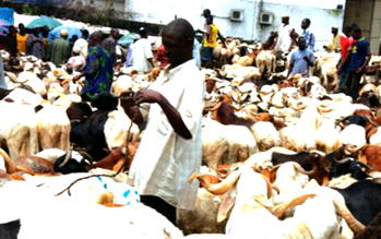 Empowerment: Katsina distributes 720 goats to women
