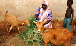 Jigawa to soon export goat