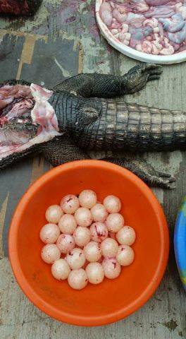 Photos: Lagosians cook ‘Egusi’ soup with Alligator killed at Gbagada