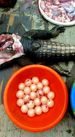 Photos: Lagosians cook ‘Egusi’ soup with Alligator killed at Gbagada