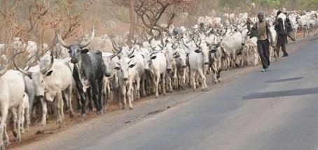 NSCDC cows
