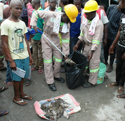 Lassa Fever: Lagos flags off operation kill rats, make more money