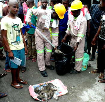Lassa Fever: Lagos flags off operation kill rats, make more money