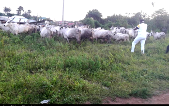 Fayose, Miyetti Allah meet over Ekiti anti-grazing law