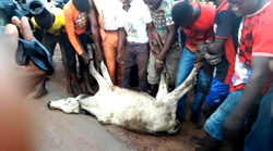 Herdsman sentenced to two years imprisonment in Ekiti