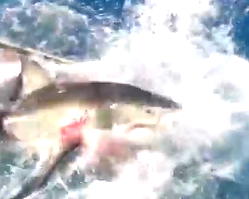 Video: Blood flows in dramatic moment a big shark broke into a diver’s cage