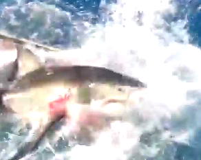 Video: Blood flows in dramatic moment a big shark broke into a diver’s cage
