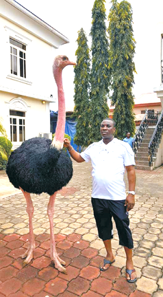 How king of Fuji music relaxes