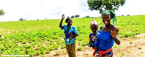 Banks earmark N26bn for investment in agric, SMEs