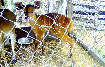 Breeding and marketing exotic animals requires training