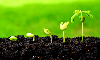 Your seed determines your harvest