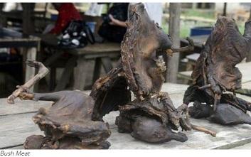 Monkey pox: Nasarawa Govt caution residents against bush meats
